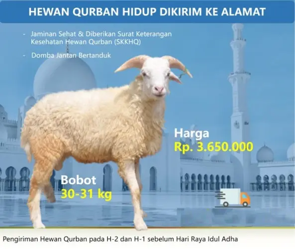 Kurban - Qurban Domba  serdang serang