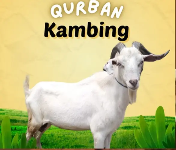 Kurban - Qurban Kambing  serdang serang