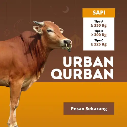Kurban - Qurban Sapi  serdang serang